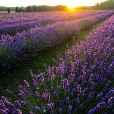 IMG-4333-2000-bb231a7762174f04a9acfde40fdcb22e1-ce02f4fb0fe14748bc65c9df88bc07d9